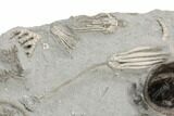 Fossil Crinoid Plate (Seventeen Species) -Crawfordsville, Indiana #197612-3